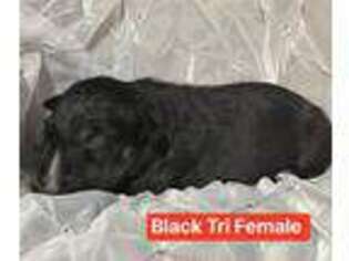 Bull Terrier Puppy for sale in Morton, MS, USA