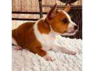 Basenji Puppy for sale in Helotes, TX, USA