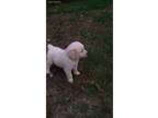 Golden Retriever Puppy for sale in Vassalboro, ME, USA