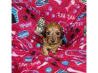 Dachshund Puppy for sale in Joplin, MO, USA