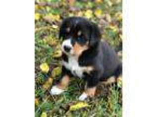 Greater Swiss Mountain Dog Puppy for sale in Belpre, OH, USA