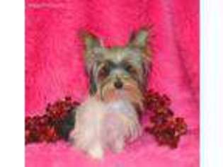 Yorkshire Terrier Puppy for sale in Sallisaw, OK, USA