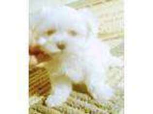 Maltese Puppy for sale in Wheatland, MO, USA