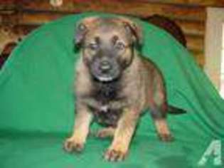 German Shepherd Dog Puppy for sale in SHELL KNOB, MO, USA