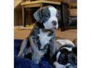 Olde English Bulldogge Puppy for sale in Peoria, AZ, USA