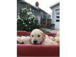 Golden Retriever Puppy for sale in Springville, UT, USA