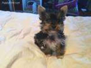 Yorkshire Terrier Puppy for sale in Fleming, CO, USA