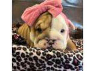 Bulldog Puppy for sale in Wesley, AR, USA