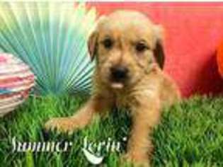 Golden Retriever Puppy for sale in Petal, MS, USA