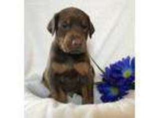 Doberman Pinscher Puppy for sale in Salem, VA, USA