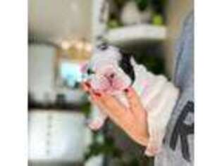 French Bulldog Puppy for sale in Halifax, NC, USA