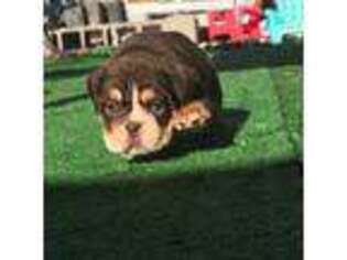 Bulldog Puppy for sale in New Castle, PA, USA