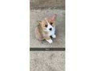 Pembroke Welsh Corgi Puppy for sale in Harlan, IA, USA