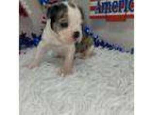Boston Terrier Puppy for sale in Buffalo, MO, USA