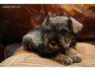 Mutt Puppy for sale in Tully, NY, USA