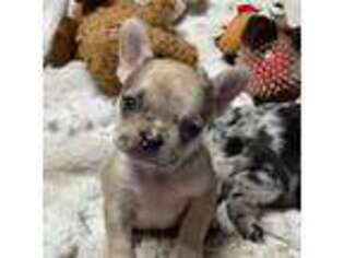 French Bulldog Puppy for sale in Priddy, TX, USA