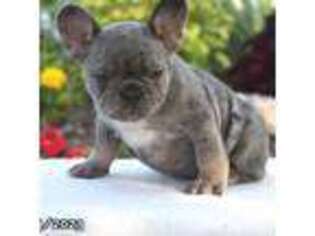 French Bulldog Puppy for sale in Portsmouth, VA, USA