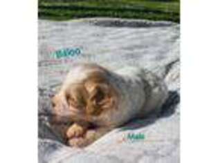 Cavapoo Puppy for sale in Wheaton, MO, USA