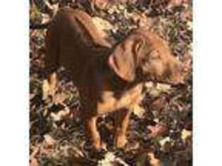 Rhodesian Ridgeback Puppy for sale in Washington, DC, USA