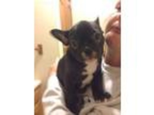 French Bulldog Puppy for sale in Omaha, AR, USA