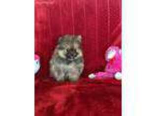 Pomeranian Puppy for sale in Brainerd, MN, USA