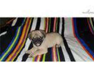 Pug Puppy for sale in Hinesville, GA, USA