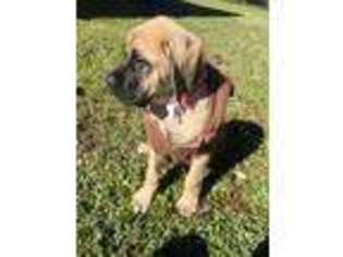 Mastiff Puppy for sale in Houston, TX, USA