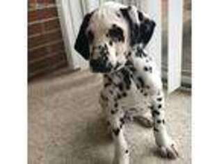 Dalmatian Puppy for sale in Beach City, OH, USA