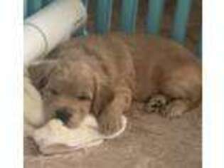Goldendoodle Puppy for sale in Keller, TX, USA