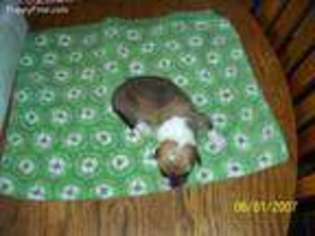 Pembroke Welsh Corgi Puppy for sale in Cutler, OH, USA
