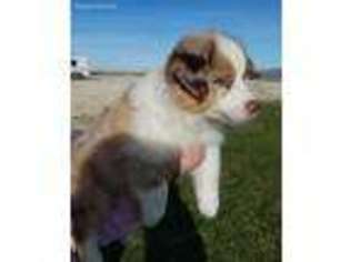 Australian Shepherd Puppy for sale in Creston, CA, USA