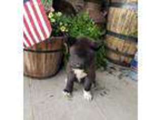 Akita Puppy for sale in Georgetown, KY, USA