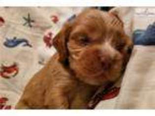 Cocker Spaniel Puppy for sale in Binghamton, NY, USA