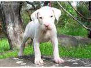 Dogo Argentino Puppy for sale in Indio, CA, USA