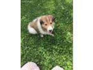 Collie Puppy for sale in Brook, IN, USA