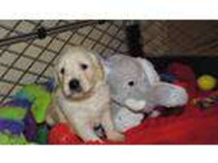 Goldendoodle Puppy for sale in Norton, MA, USA
