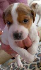 Jack Russell Terrier Puppy for sale in Wheatland, CA, USA