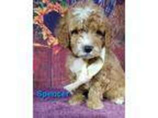 Goldendoodle Puppy for sale in Harlan, IN, USA
