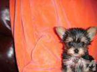 Yorkshire Terrier Puppy for sale in Maricopa, AZ, USA
