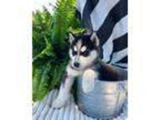 Siberian Husky Puppy for sale in Danville, PA, USA