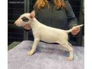 Bull Terrier Puppy for sale in Springfield, IL, USA