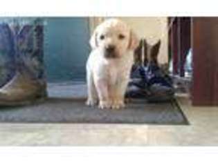 Labrador Retriever Puppy for sale in Logansport, IN, USA