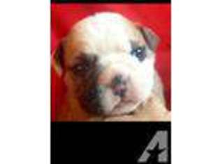 Bulldog Puppy for sale in SALEM, OR, USA