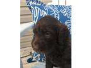 Labradoodle Puppy for sale in Newport, NC, USA