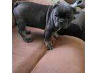 French Bulldog Puppy for sale in Denham Springs, LA, USA