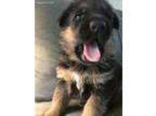 German Shepherd Dog Puppy for sale in Richmond Hill, GA, USA