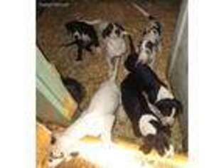Great Dane Puppy for sale in Arkport, NY, USA