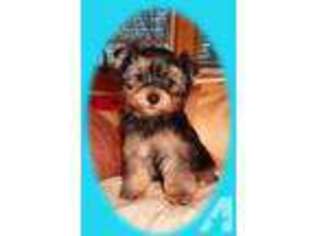 Yorkshire Terrier Puppy for sale in FOREST LAKE, MN, USA