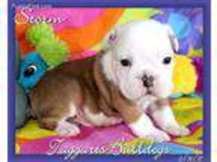 Bulldog Puppy for sale in Searcy, AR, USA