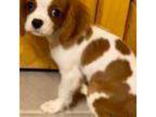 Cavalier King Charles Spaniel Puppy for sale in Shepherd, MT, USA